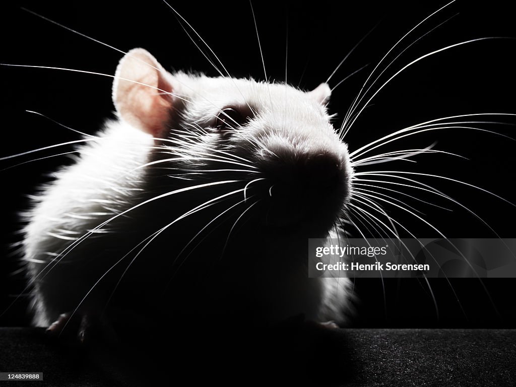 Close up of white rat