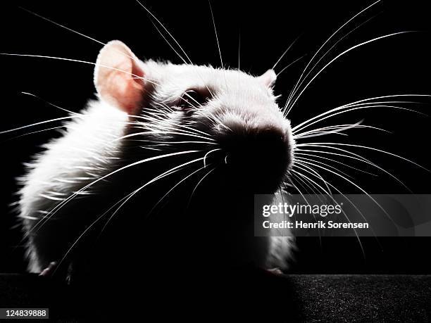 close up of white rat - 大型のネズミ ストックフォトと画像
