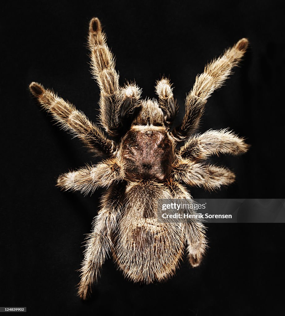 Chilean Rose Tarantulas