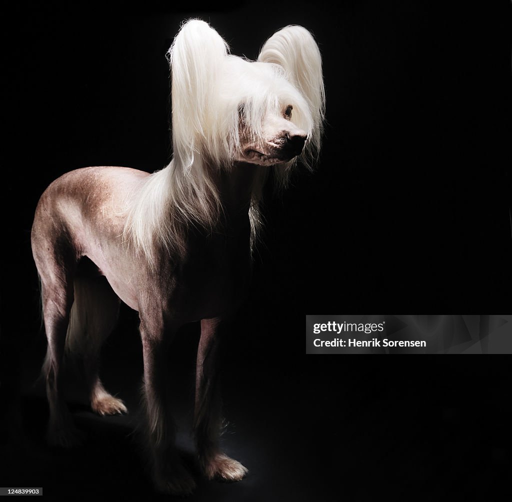 Close up of Chinese Crested