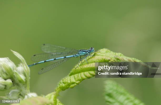 a pretty azure damselfly, coenagrion puella, perching on a bramble leaf in springtime. - damselfly stock pictures, royalty-free photos & images