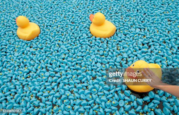 The Great British Duck Race in West London sees 250,000 blue rubber ducks released into the river Thames on August 31, 2008. The ducks will float 2km...