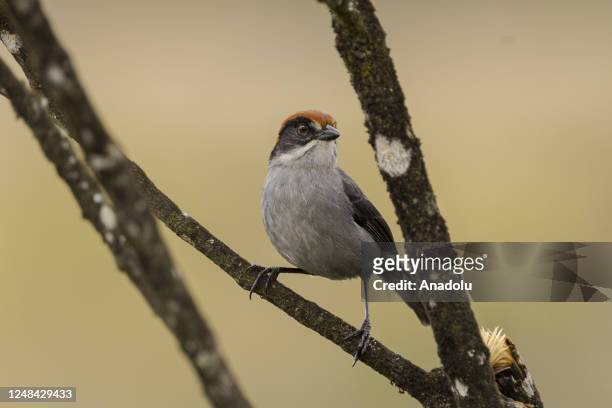 View of Montanerito paisa a microendemic bird in critical danger of extinction in Yarumal, Colombia on February 10, 2023. The Antioquia brushfinch...