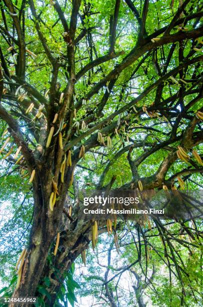 tropical green plant of horseradishtree (moringa oleifera) - moringa stock pictures, royalty-free photos & images