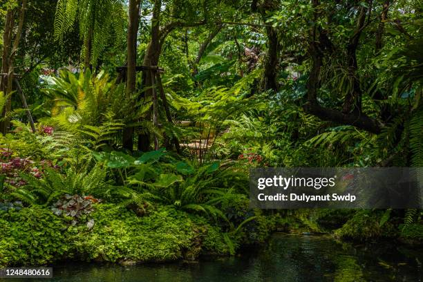 rainforest - tropical rainforest stockfoto's en -beelden