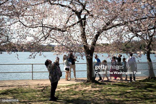 Cherry Blossoms begin to bloom along the Tidal Basin in Washington, DC on March 16, 2023.