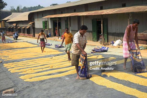 Workers lay "Finger Fryums" to dry, which is a finger shaped food made from seasoned dough, in a factory on the outskirts of Agartala, India on March...