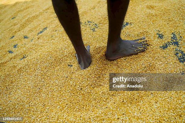 Workers lays "Finger Fryums" to dry, which is a finger shaped food made from seasoned dough, in a factory on the outskirts of Agartala, India on...