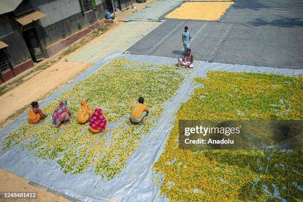 Workers lay "Finger Fryums" to dry, which is a finger shaped food made from seasoned dough, in a factory on the outskirts of Agartala, India on March...