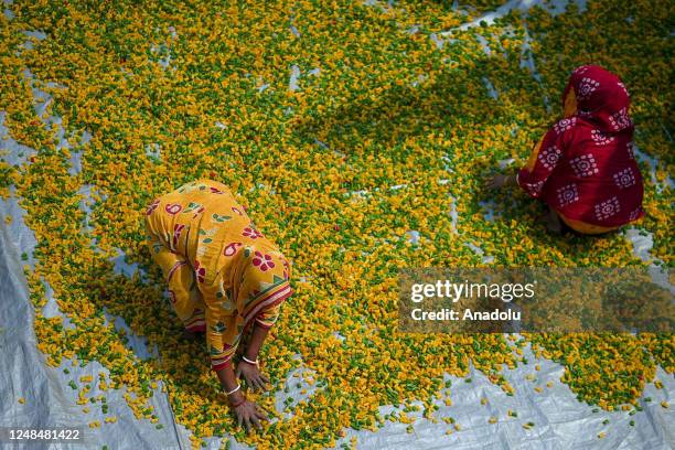 Workers lay "Finger Fryums" to dry, which is a finger shaped food made from seasoned dough, in a factory on the outskirts of Agartala, India on March...