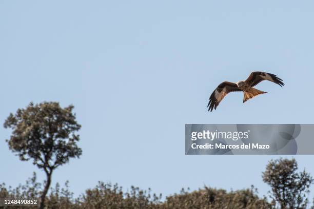 Black kite is seen flying near the town of Manzanares El Real.