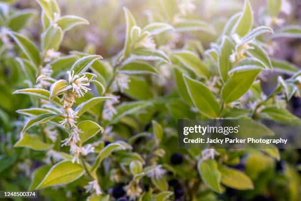 close-up image of the beautiful winter flowering sarcococca confusa white flowers - winter flower stock pictures, royalty-free photos & images