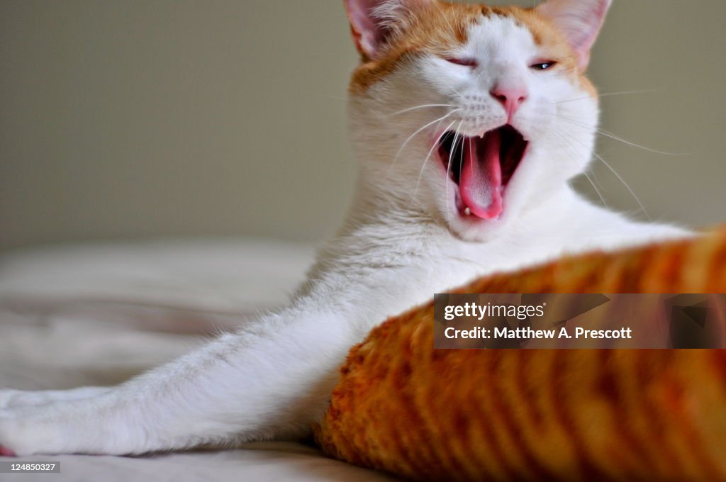 Yawning cat