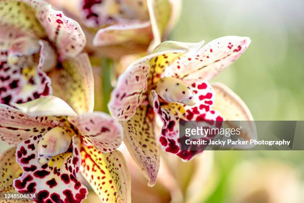 close-up image of the beautiful yellow and red cymbidium, purple speckled orchids - bloom stock pictures, royalty-free photos & images