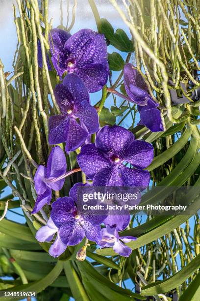 close-up image of the vibrant, purple vanda orchid in soft sunshine - vandaceous stockfoto's en -beelden