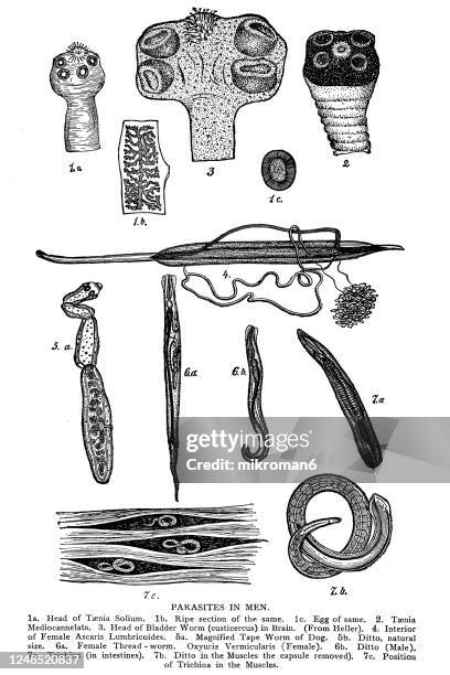 old engraved illustration of parasites - egg of taenia stock pictures, royalty-free photos & images