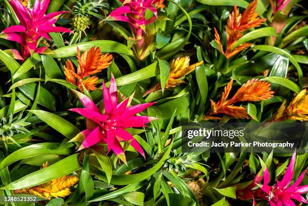 close-up, full frame, vibrant red and green bromeliad flowers - bromeliad stock pictures, royalty-free photos & images