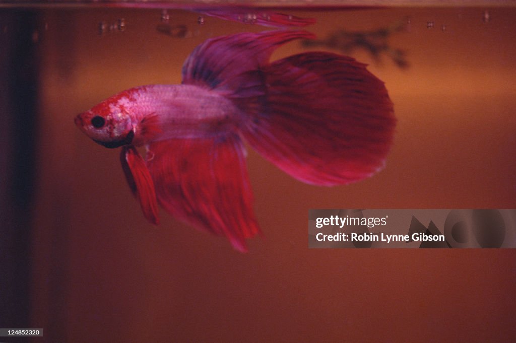 Male betta fighting fish