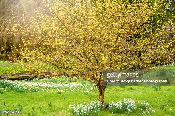 beautiful, spring flowering, yellow flowers of corylopsis glabrescens fragrant winter hazel - haselnuss stock-fotos und bilder