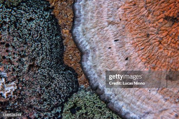 lichens on stone - lachen photos et images de collection