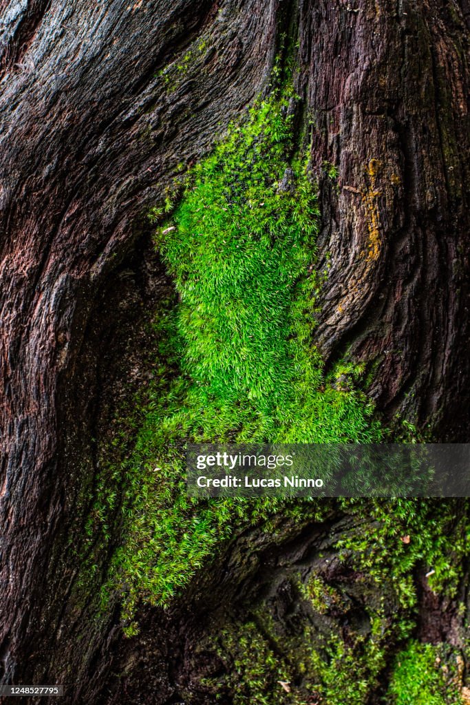 Moss growing in a tree trunk