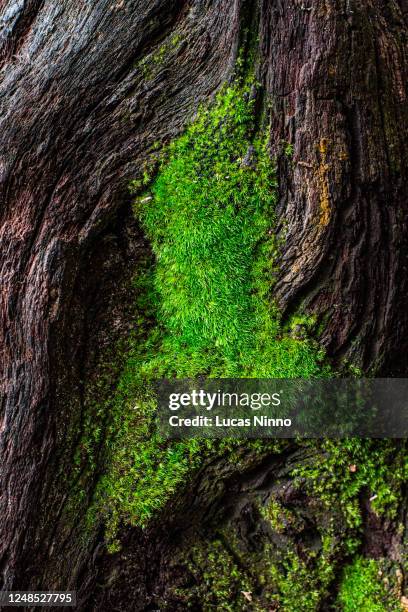 moss growing in a tree trunk - muschio foto e immagini stock