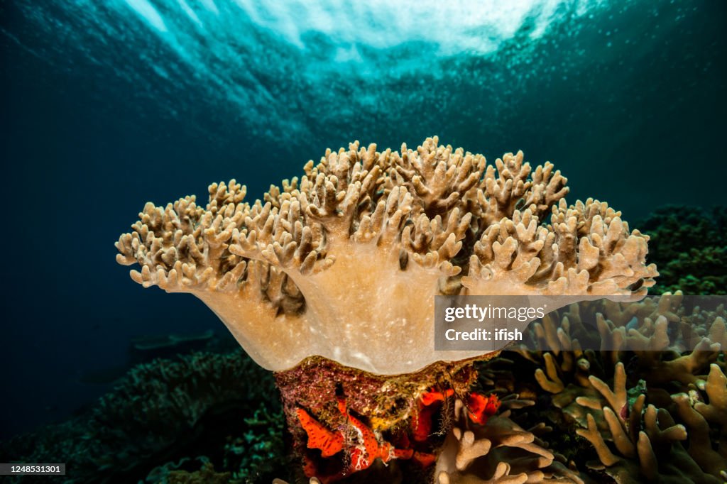 Sinularia Finger Coral Beauty, Isole Raja Ampat, Indonesia