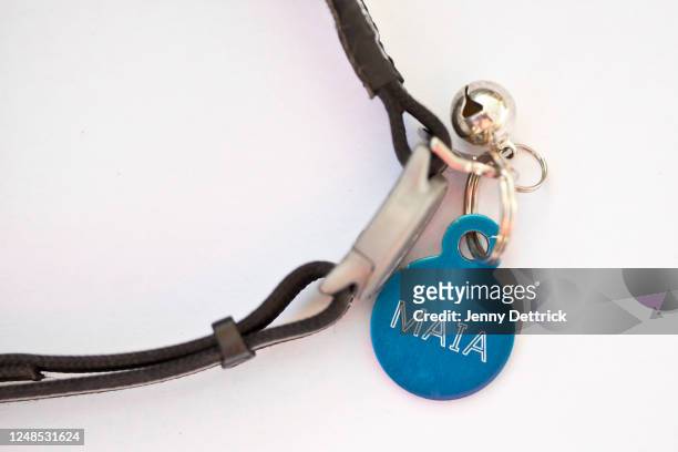 cat collar - collar stock pictures, royalty-free photos & images