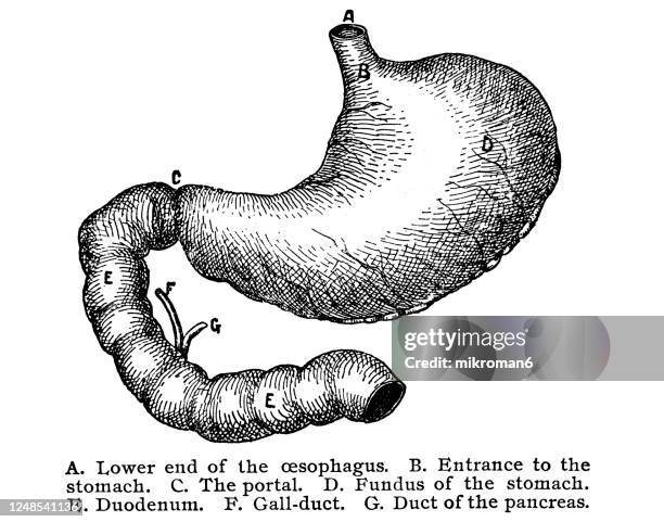 old engraved illustration of stomach of man - magen stock-fotos und bilder