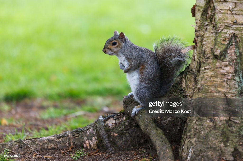 Eastern Gray Squirrel