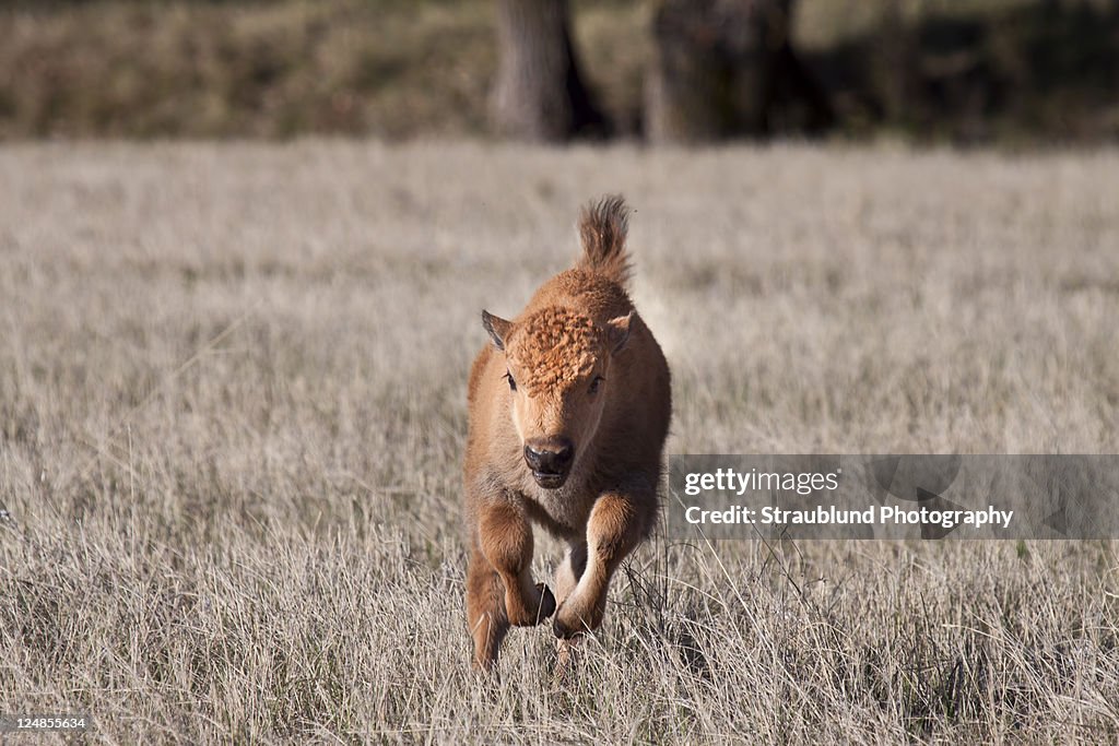 Young buffalo running like wind