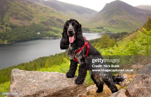 blue roan cocker spaniel - cocker spaniel bildbanksfoton och bilder