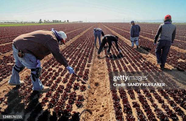 Farmworkers tend to a lettuce field in Holtville, California, on February 9, 2023. - A blanket of crops covers the floor of the Imperial Valley in...