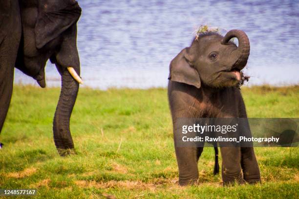 baby asian elephant playing - asian elephant stock pictures, royalty-free photos & images