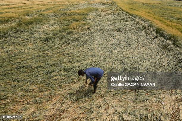 Farmer checks wheat crop damaged due to unseasonal rain and hailstorm in Bagli village on the outskirts of Bhopal on March 19, 2023.
