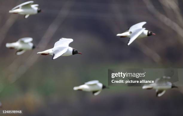 March 2023, Baden-Württemberg, Riedlingen: Seagulls are on the move in a nature reserve on the Danube. Photo: Thomas Warnack/dpa