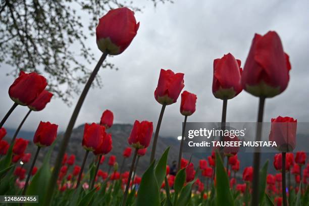 Tulips are pictured during the inauguration of the Tulip garden in Srinagar on March 19, 2023.