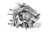 Tympanic nerve (nerve of Jacobson)