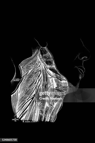 recurrent laryngeal nerve - larynx stock illustrations