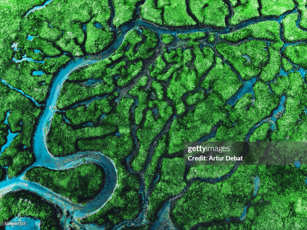 Beautiful aerial view of meander river with affluents and green vegetation.