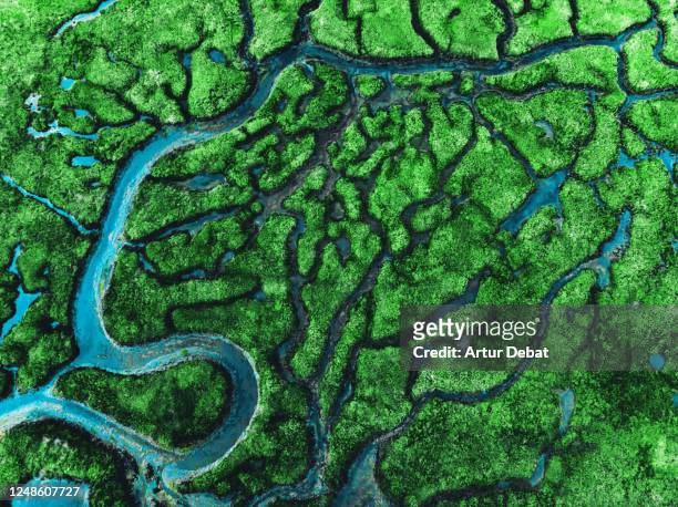 beautiful aerial view of meander river with affluents and green vegetation. - natuurlijke staat stockfoto's en -beelden