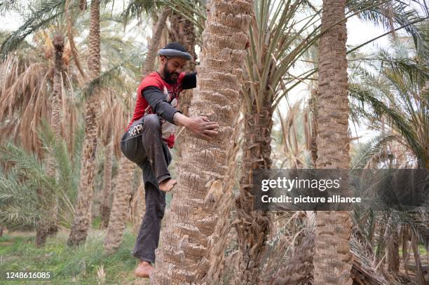 Nefta Tunisia Photos and Premium High Res Pictures Getty Images