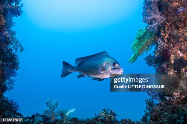 Cleaner Fish Stock Cleaner Fish Photos and Premium High Res Pictures - Getty Images