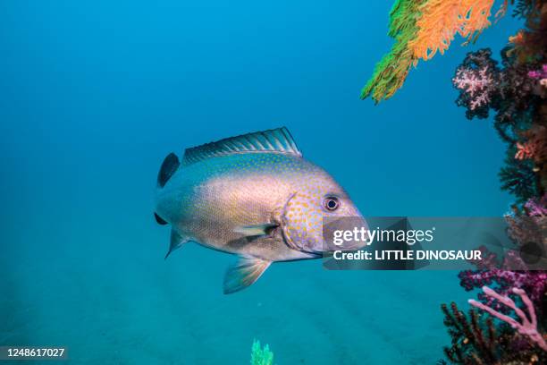 painted sweetlips hovering at the fish reef - grunzer stock-fotos und bilder