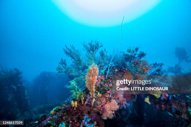 colorful soft corals against the sun, and silhouette of a diver. - hoornkoraal stockfoto's en -beelden