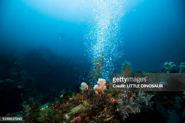 rising air bubbles from the seabed - aquatic organism stock pictures, royalty-free photos & images
