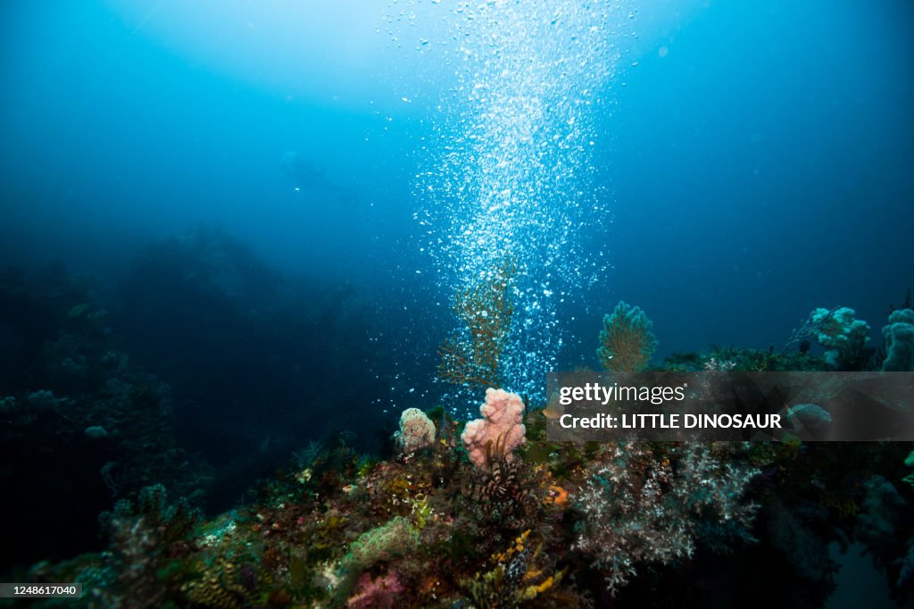 Rising air bubbles from the seabed