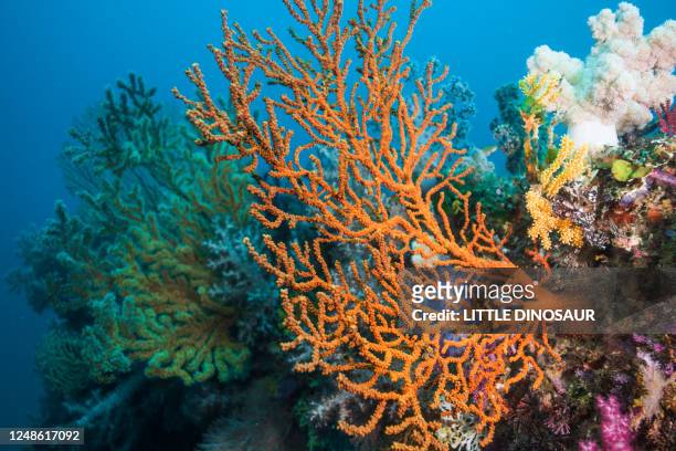 orange color sea fan (gorgonian) - corals stock pictures, royalty-free photos & images