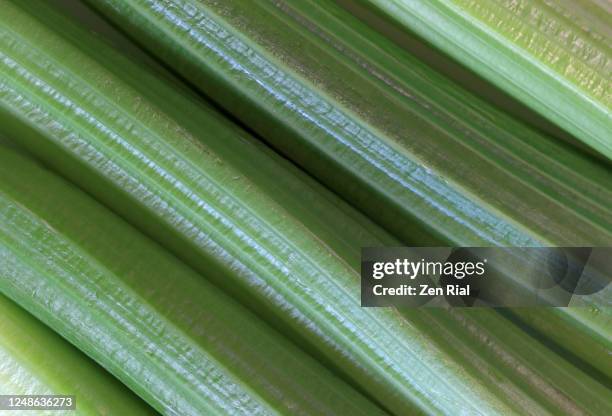 close-up of celery stalks side by side creating abstract image - celery stock pictures, royalty-free photos & images
