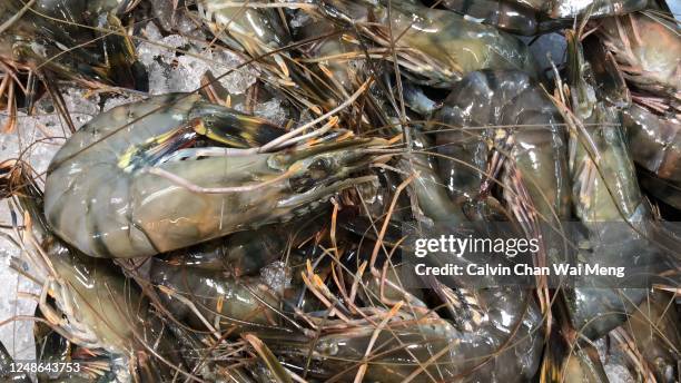 raw tiger prawns - prepared tiger prawn stock pictures, royalty-free photos & images